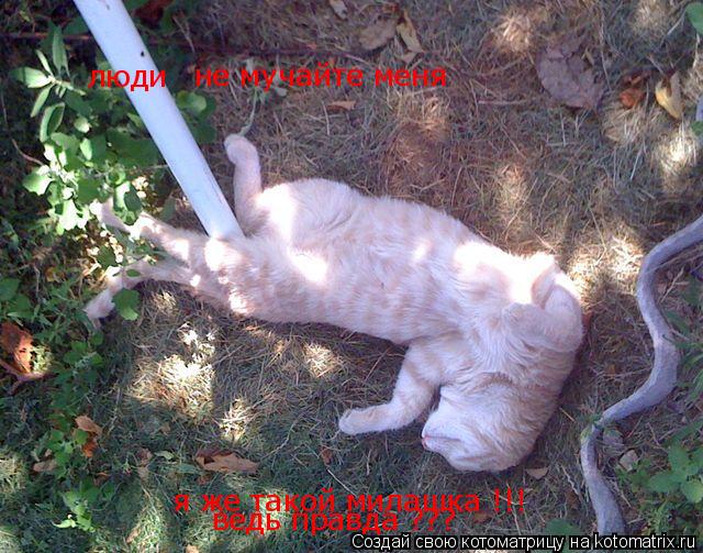 Котоматрица: люди  не мучайте меня  я же такой милашка !!! ведь правда ???