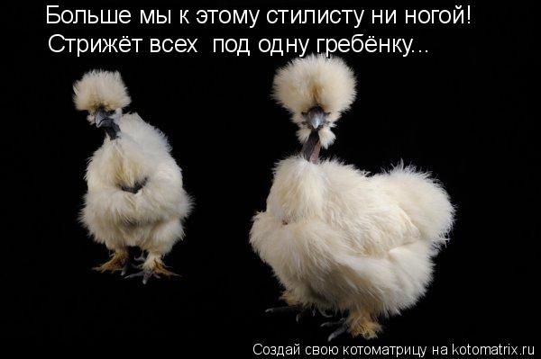Котоматрица: Больше мы к этому стилисту ни ногой! Стрижёт всех  под одну гребёнку...