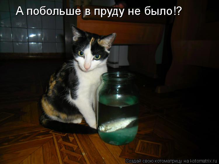 Котоматрица: А побольше в пруду не было!?