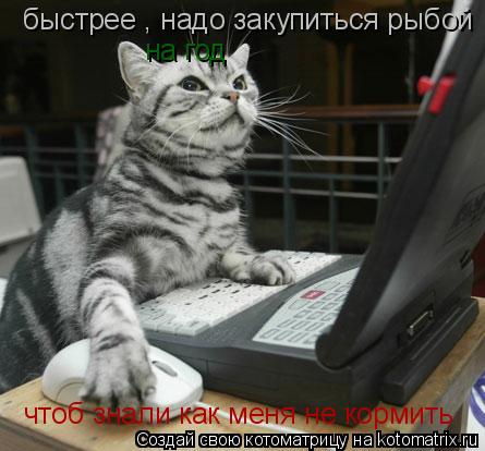Котоматрица: быстрее ф, быстрее , надо закупиться рыбой  на год чтоб знали как меня не кормить