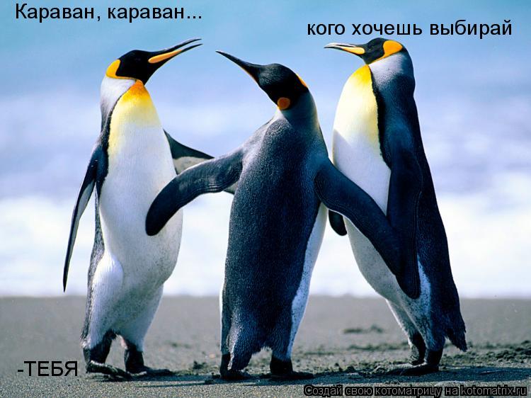 Котоматрица: Караван, караван... кого хочешь выбирай -ТЕБЯ