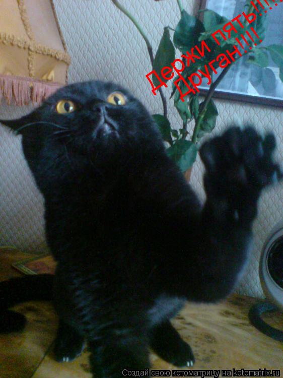 Котоматрица: Держи пять!!!!!!!!!!!!!!!!!!!!!!!!!!!!!!!!!!!! Друган!!!!