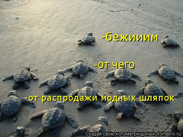 Котоматрица: -от чего -бежииим -от распродажи модных шляпок