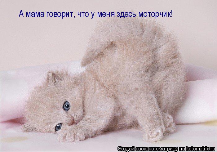 Котоматрица: А мама говорит, что у меня здесь моторчик!