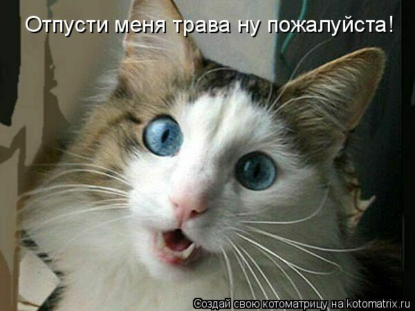 Котоматрица: Отпусти меня трава ну пожалуйста!