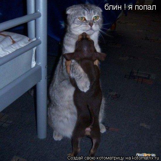 Котоматрица: блин ! я попал