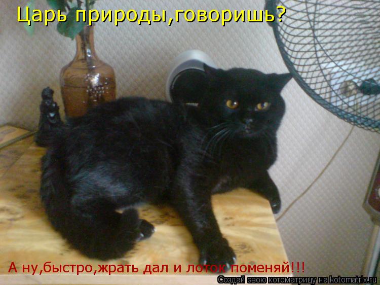 Котоматрица: Царь природы,говоришь? А ну,быстро,жрать дал и лоток поменяй!!!