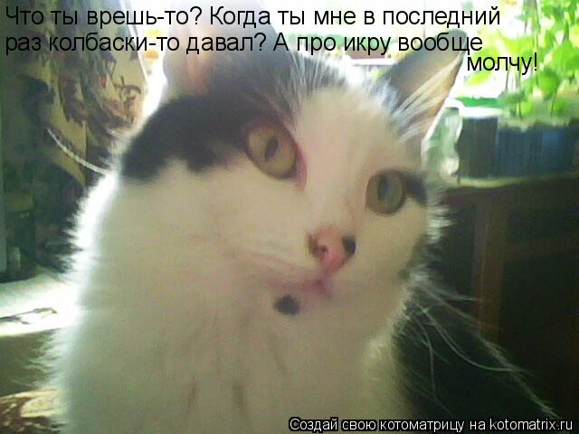 Котоматрица: Что ты врешь-то? Когда ты мне в последний раз колбаски-то давал? А про икру вообще молчу!