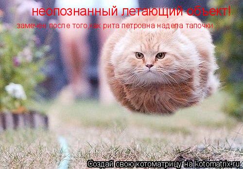 Котоматрица: неопознанный летающий объект! замечен после того,как рита петровна надела тапочки.......