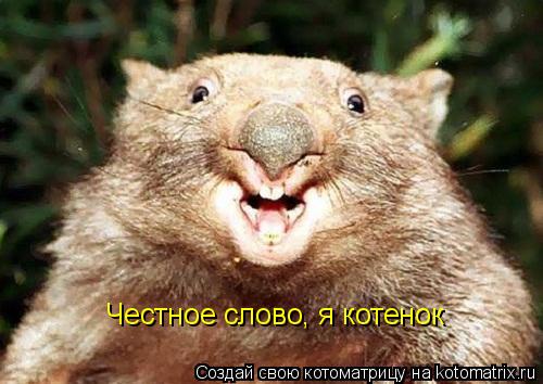Котоматрица: Честное слово, я котенок