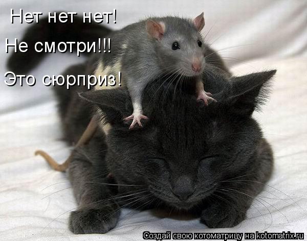 Котоматрица: Нет нет нет! Не смотри!!! Это сюрприз!