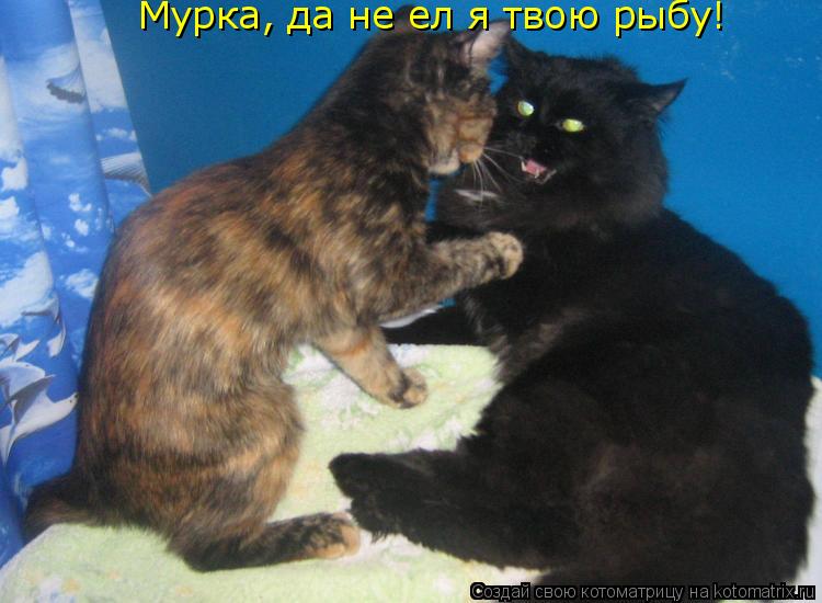Котоматрица: Мурка, да не ел я твою рыбу!