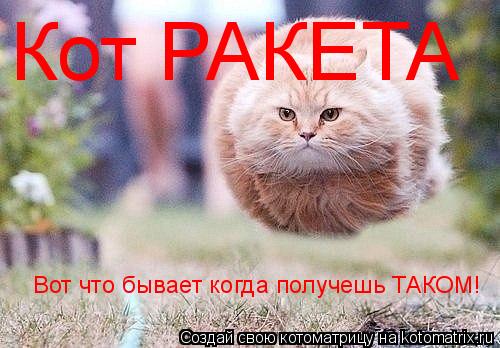 Котоматрица: Кот РАКЕТА Вот что бывает когда получешь ТАКОМ!