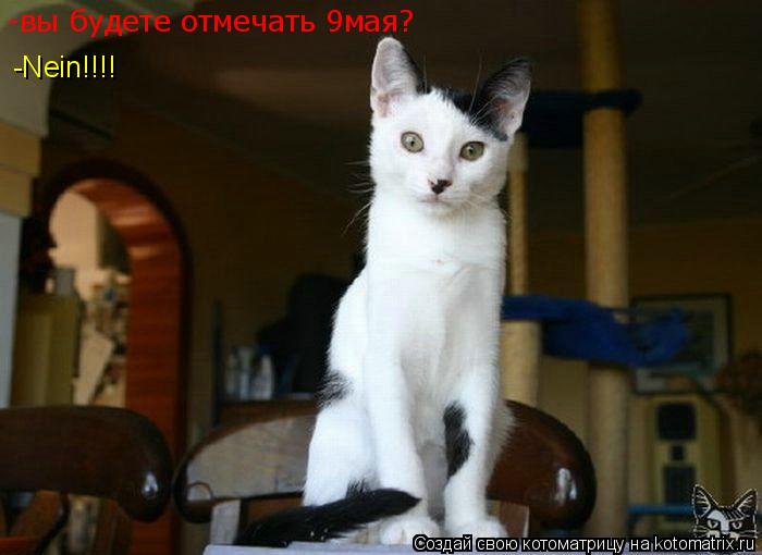 Котоматрица: -вы будете отмечать 9мая? -Nein!!!!