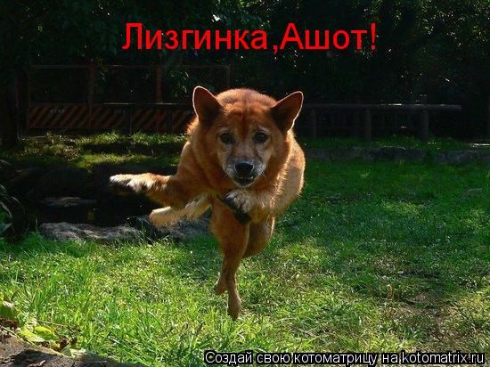 Котоматрица: Лизгинка,Ашот!