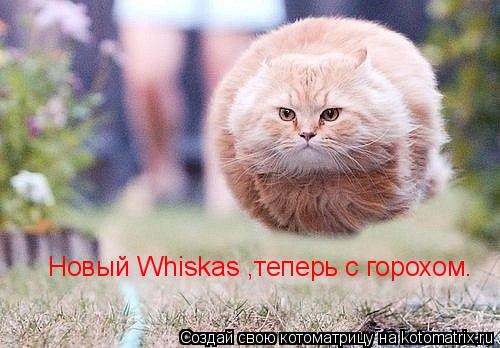 Котоматрица: Новый Whiskas ,теперь с горохом.