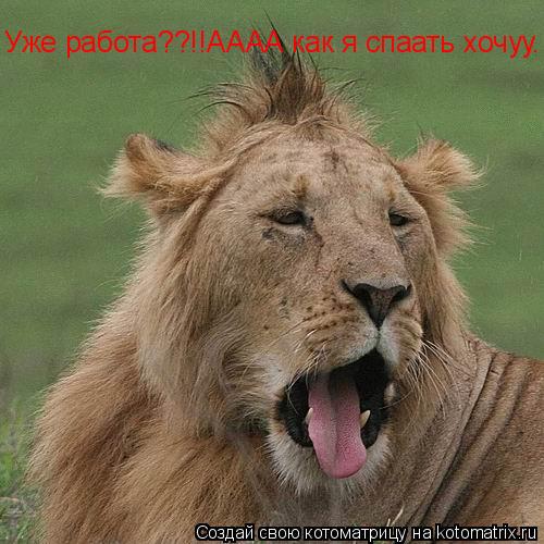 Котоматрица: Уже работа??!!АААА как я спаать хочуу.