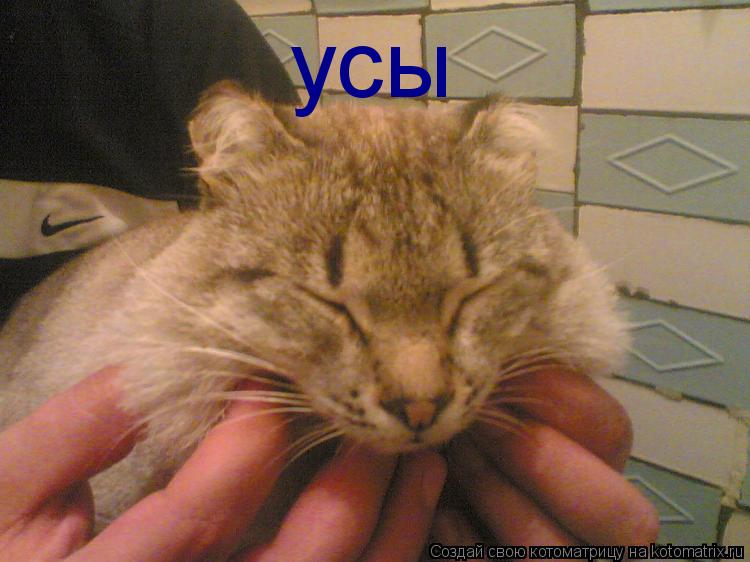 Котоматрица: усы