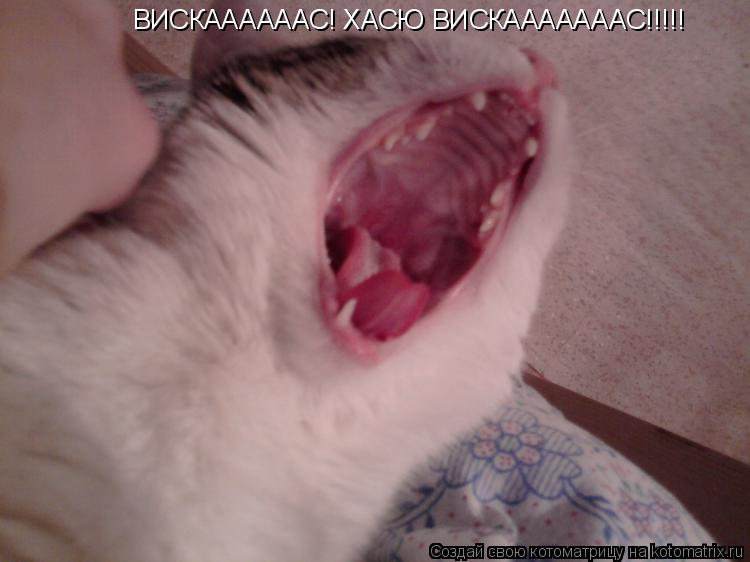 Котоматрица: ВИСКААААААС! ХАСЮ ВИСКАААААААС!!!!!