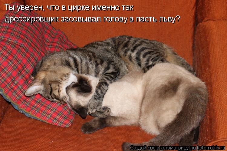 Котоматрица: Ты уверен, что в цирке именно так дрессировщик засовывал голову в пасть льву?
