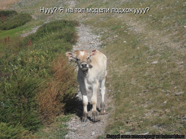 Нууу? Я на топ модели подхожуууу?... Котоматрица: Нууу? Я на топ модели подхожуууу?