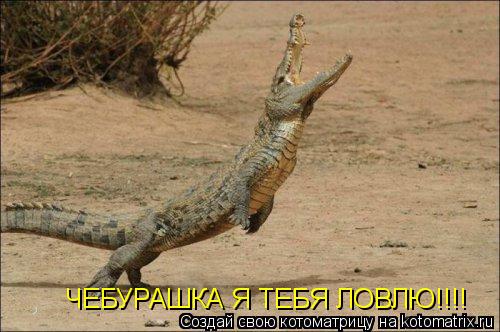 Котоматрица: ЧЕБУРАШКА Я ТЕБЯ ЛОВЛЮ!!!!