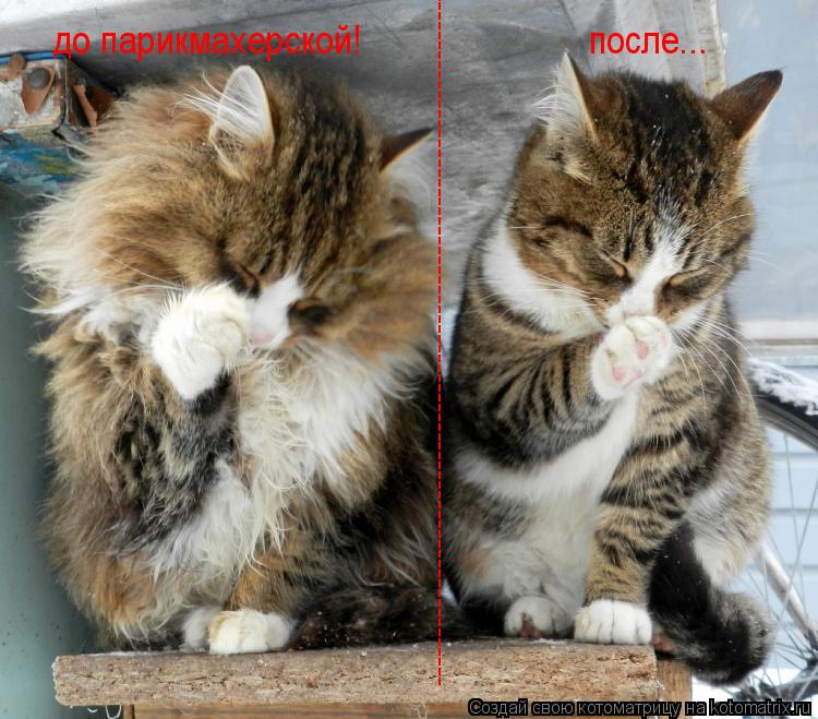 Котоматрица: -------------------------------------------------------------------------------------------------------- до парикмахерской! после...