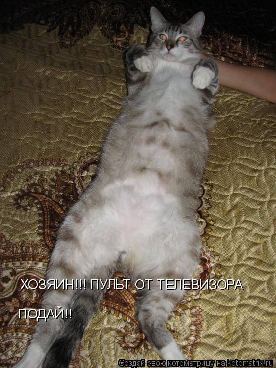 Котоматрица: ХОЗЯИН!!! ПУЛЬТ ОТ ТЕЛЕВИЗОРА ПОДАЙ!!