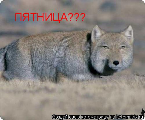 Котоматрица: ПЯТНИЦА???