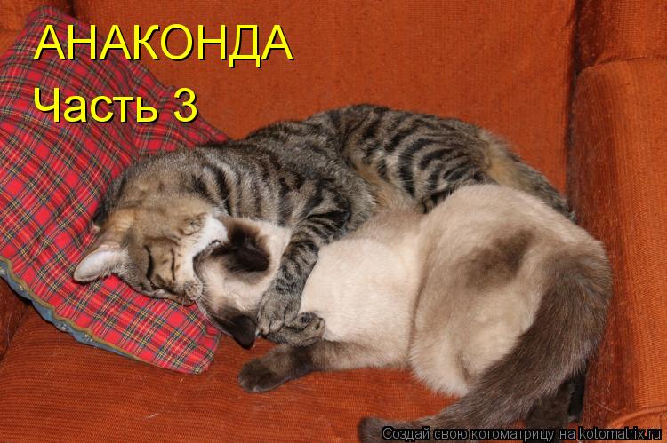 Котоматрица: АНАКОНДА Часть 3