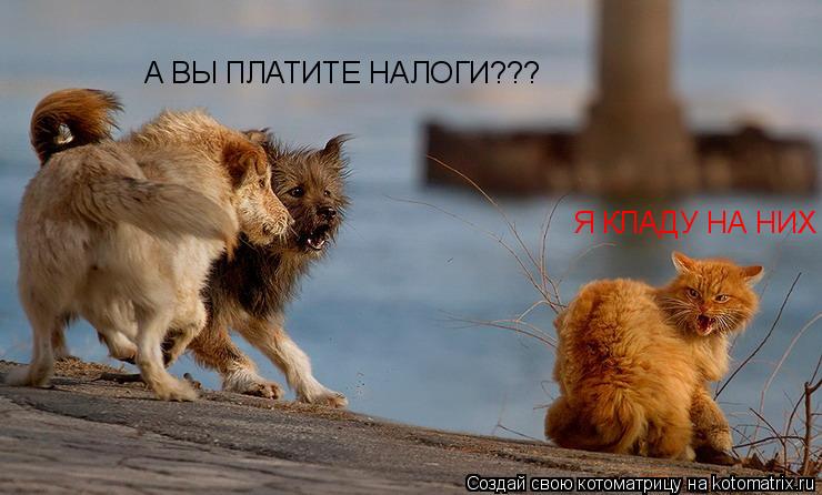 Котоматрица: А ВЫ ПЛАТИТЕ НАЛОГИ??? Я КЛАДУ НА НИХ