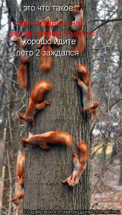 Котоматрица: это что такое дядя извините нас  мы за пётром 1 мы vip хорошо идите пётр 2 заждался