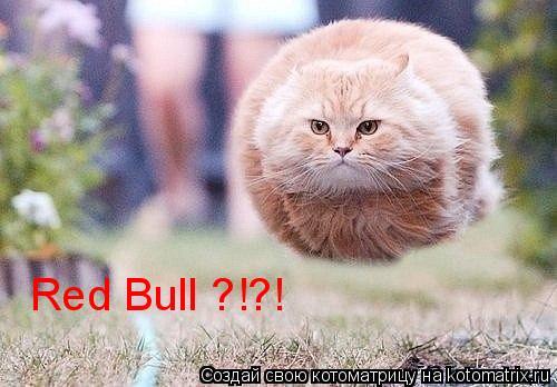 Котоматрица: Red Bull ?!?!