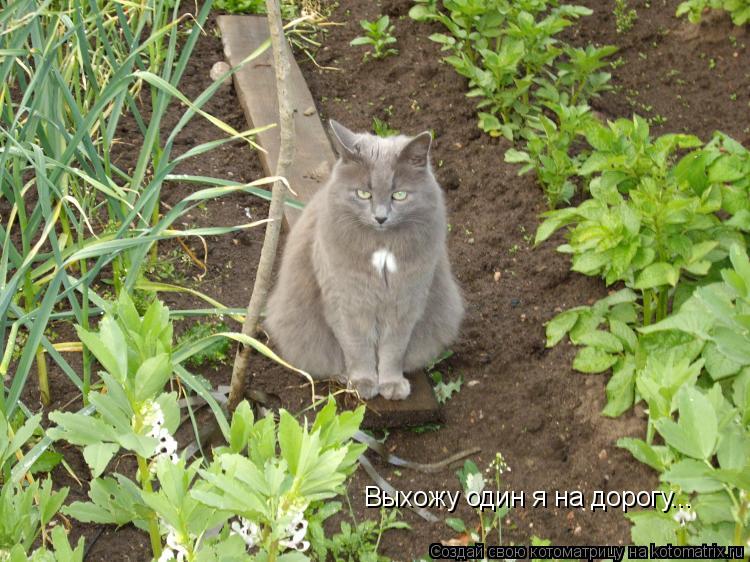 Котоматрица: Выхожу один я на дорогу...