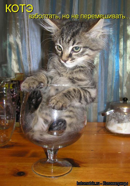 Котоматрица: КОТЭ взболтать, но не перемешивать..