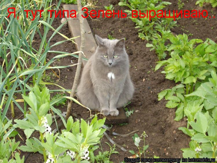 Котоматрица: Я, тут типа Зелень выращиваю...