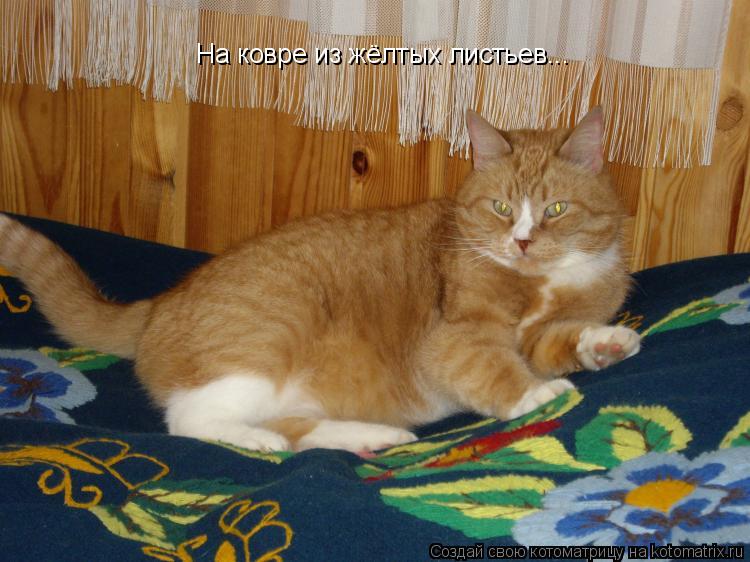 Котоматрица: На ковре из жёлтых листьев...