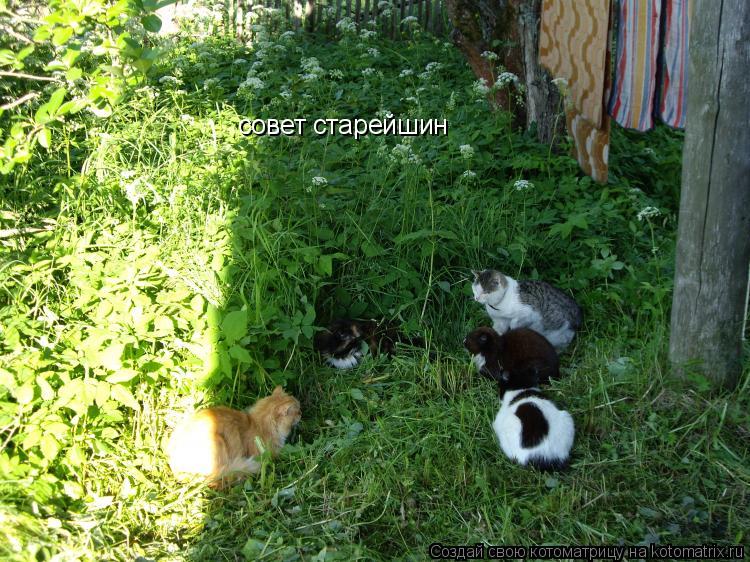 Котоматрица: совет старейшин