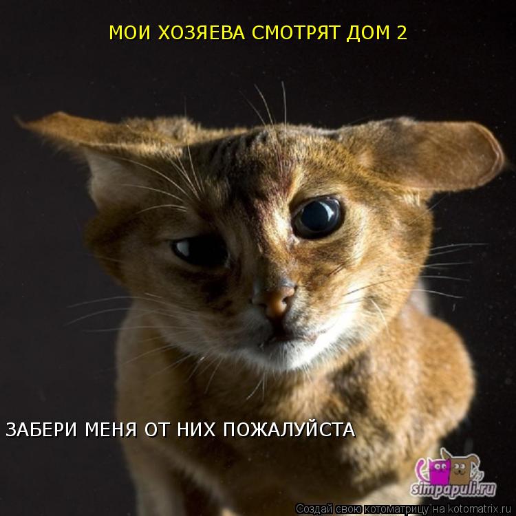 Котоматрица: ЗАБЕРИ МЕНЯ ОТ НИХ ПОЖАЛУЙСТА МОИ ХОЗЯЕВА СМОТРЯТ ДОМ 2