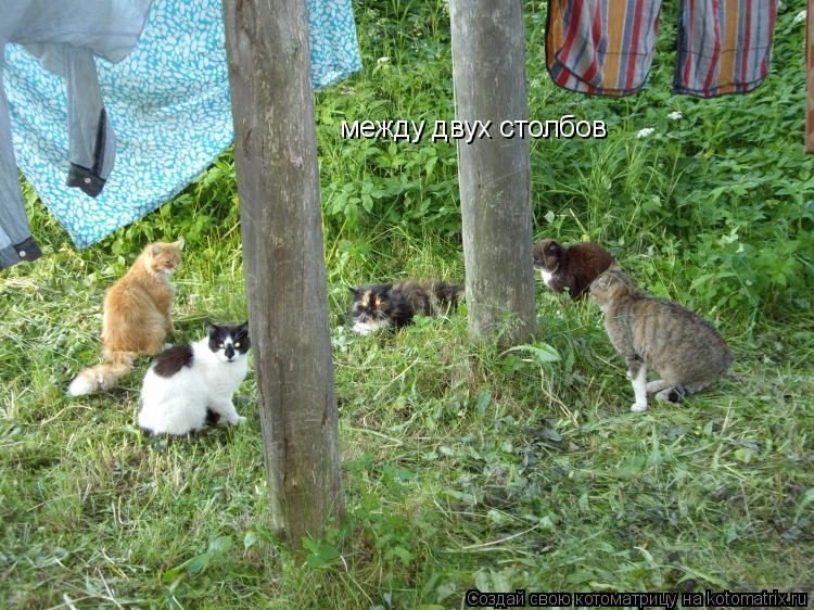 Котоматрица: между двух столбов