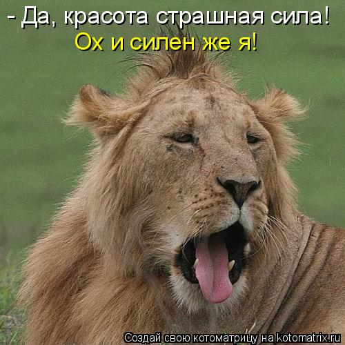 Котоматрица: - Да, красота страшная сила! Ох и силен же я!