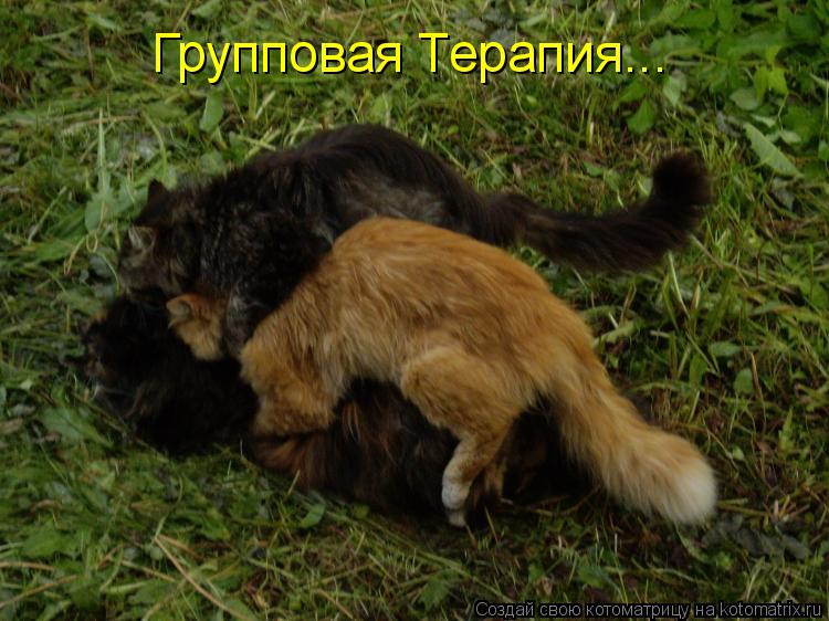 Котоматрица: Групповая Терапия...