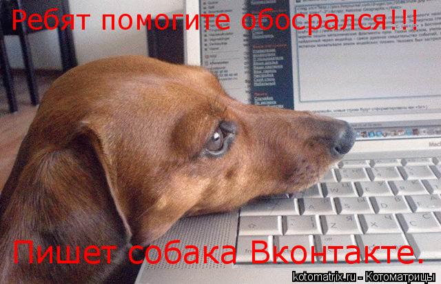 Котоматрица: Ребят помогите обосрался!!! Пишет собака Вконтакте.