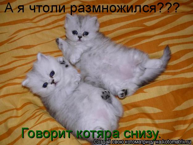 Котоматрица: А я чтоли размножился??? Говорит котяра снизу.