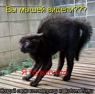 Котоматрица: Вы мышей видели??? Я только-что