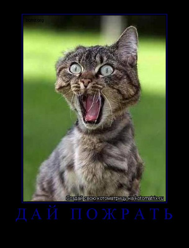 Дай пожрать ... Котоматрица: Дай пожрать