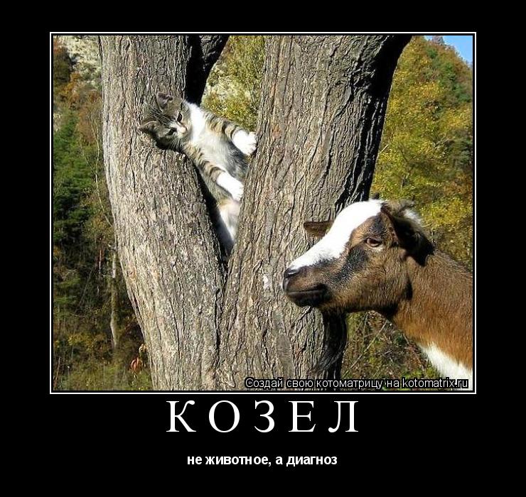 Котоматрица: козёл не животное, a диагноз
