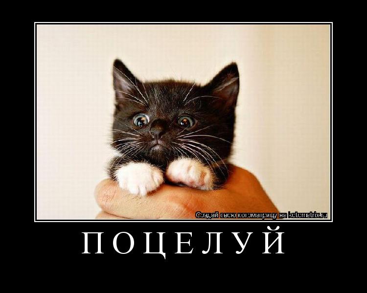 Поцелуй ... Котоматрица: Поцелуй