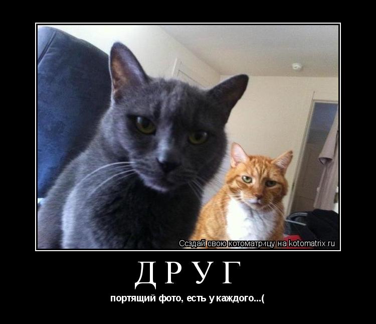 ДРУГ портящий фото, есть у каждого...(... Котоматрица: ДРУГ портящий фото, есть у каждого...(