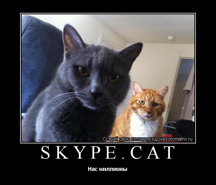 Skype.cat Нас миллионы... Котоматрица: Skype.cat Нас миллионы